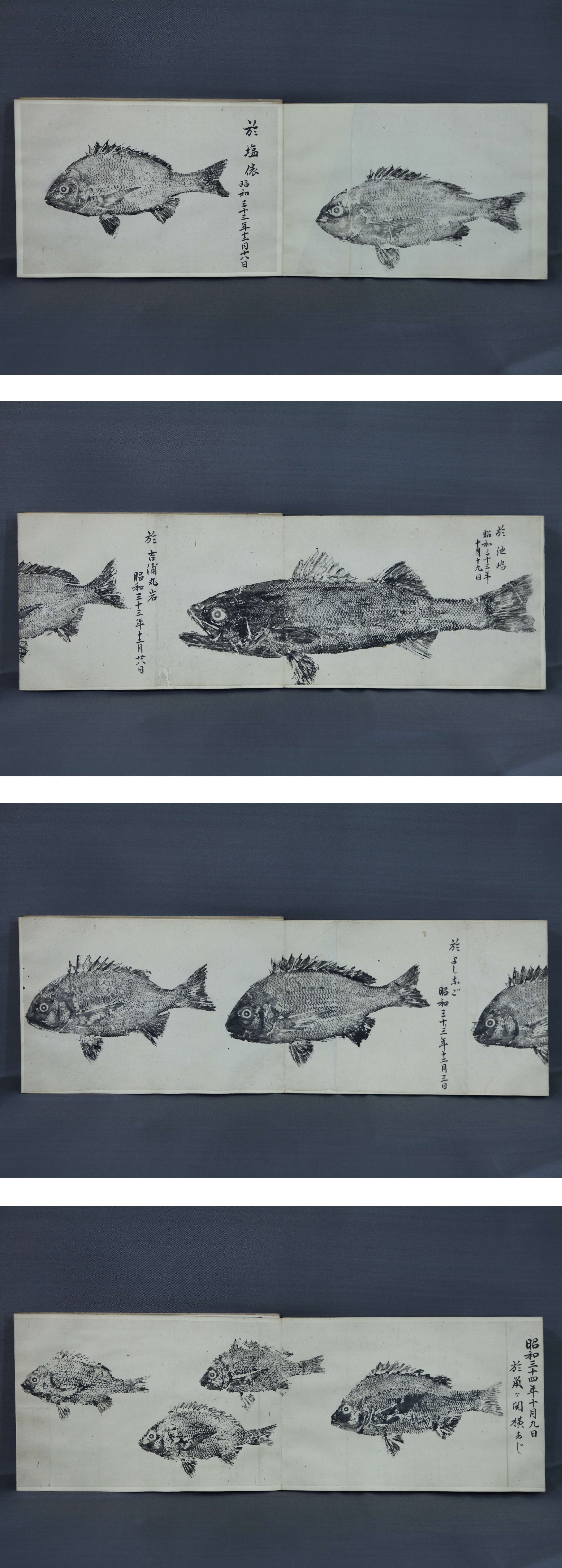 販売売上魚拓 本間 東谷 画帳 共34図◎紙本◎昭和三十二年 1957年 その他